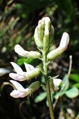 Astragalus robbinsii