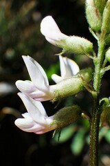 Astragalus robbinsii