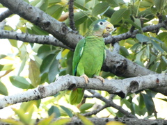 Amazona collaria