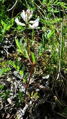 Astragalus robbinsii