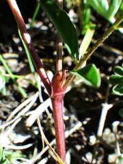 Astragalus robbinsii