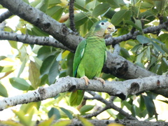 Amazona collaria