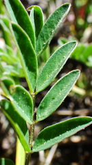 Astragalus robbinsii