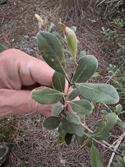 Rhodomyrtus tomentosa