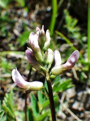 Astragalus robbinsii