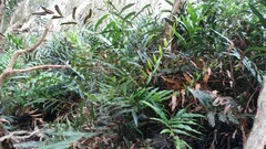Acrostichum speciosum
