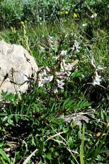 Astragalus robbinsii