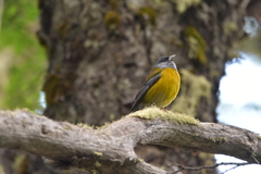 Phrygilus patagonicus