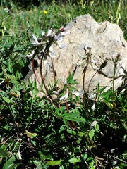 Astragalus robbinsii