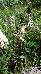 Astragalus robbinsii