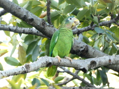 Amazona collaria
