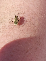 Neocicindela latecincta