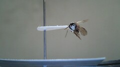 Hylaeus leptocephalus