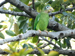 Amazona collaria