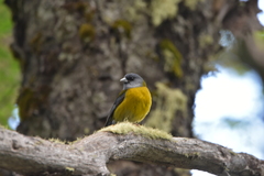 Phrygilus patagonicus