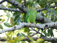 Amazona collaria