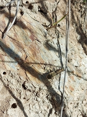 Neocicindela latecincta