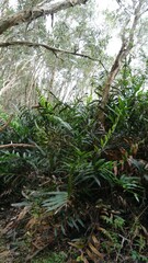 Acrostichum speciosum