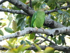 Amazona collaria