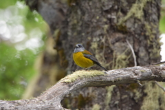 Phrygilus patagonicus