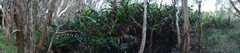 Acrostichum speciosum