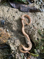 Corallus ruschenbergerii