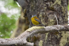 Phrygilus patagonicus