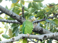 Amazona collaria