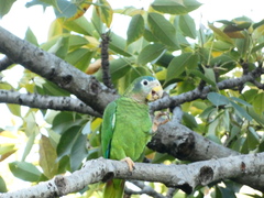 Amazona collaria