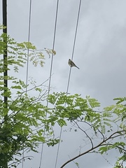 Sphecotheres vieilloti