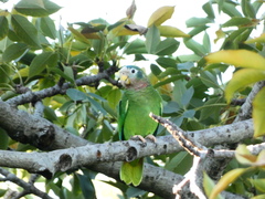 Amazona collaria