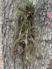 Tillandsia bartramii