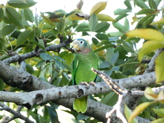Amazona collaria