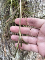 Tillandsia bartramii