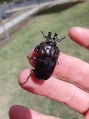 Ryssonotus nebulosus