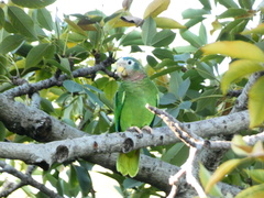 Amazona collaria