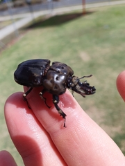 Ryssonotus nebulosus