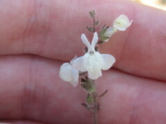 Sairocarpus coulterianus