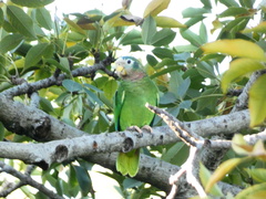Amazona collaria