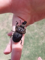 Ryssonotus nebulosus