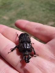 Ryssonotus nebulosus