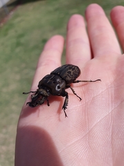 Ryssonotus nebulosus