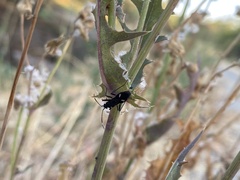 Oxycarenus luctuosus