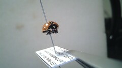 Coccinella