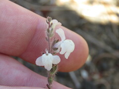 Sairocarpus coulterianus