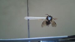 Hylaeus leptocephalus