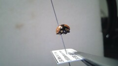 Coccinella