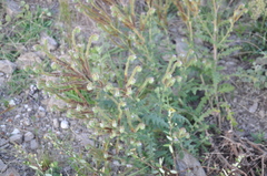 Phacelia pinnatifida