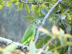 Amazona collaria