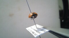 Coccinella